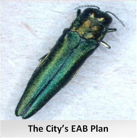 The City's EAB PlanButton