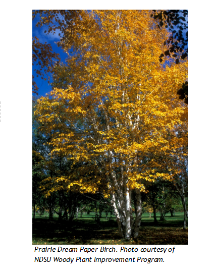 Littleleaf Linden Trees for Sale at Arbor Day's Online Tree Nursery - Arbor  Day Foundation