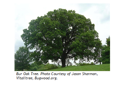 Bur Oak