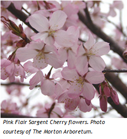 Pink Flair Sargent Cherry